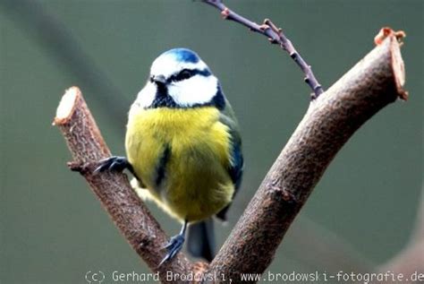 Die Heimische Vogelwelt - Vögel bestimmen, erkennen, Vogel ...