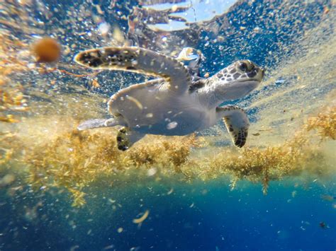Scientists Uncover Longtime Mystery About Where Some Sea Turtles Go After Hatching The Sargasso