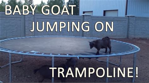 Baby Goat Jumps And Plays On Trampoline Cutest Funny Animal Video To
