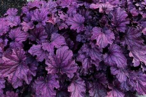 Zinnias, glads and other flowers can last for many days when kept in fresh water and floral preservative. Forever® Purple Coral Bells - Monrovia - Forever® Purple ...