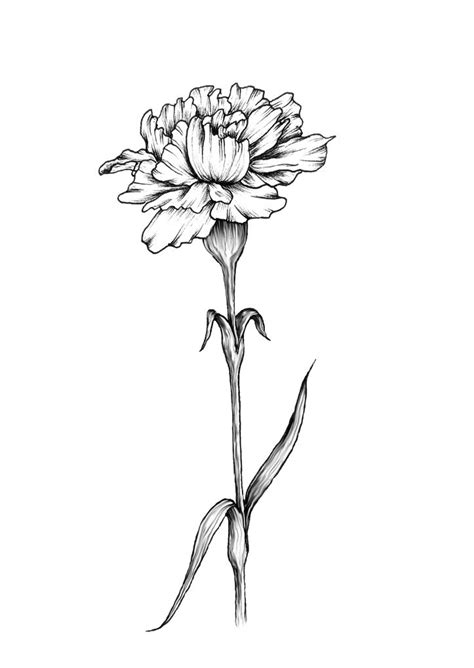 Single Carnation Art Print By Dashblossoms Carnation Flower Drawing