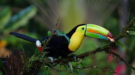 The National Bird Of Belize Birding In Belize Central America