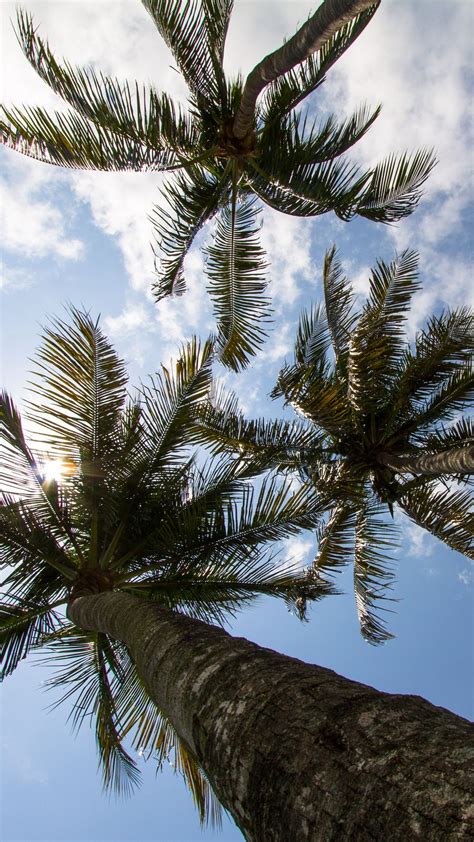 Download Wallpaper 938x1668 Palm Trees Branches Bottom View Sky