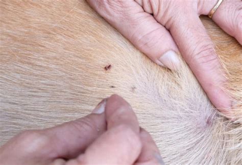How To Tell If Your Pets Flea Preventive Is Not Working Can Flea