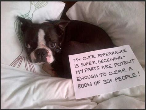24 Of The Funniest Pictures Of Boston Terrier Dogs Dog Shaming Funny