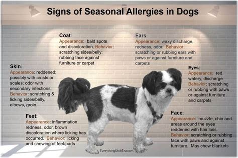Seasonal Allergies In Dogs And What You Can Do To Alleviate Them