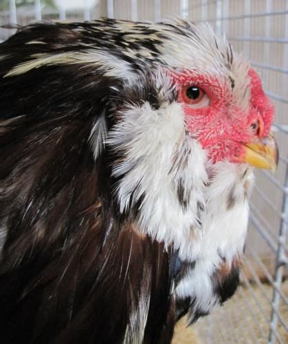 Orloff Chickens In The Winter Poultry Farming Chicken Breeds Eastern