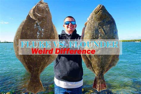 Fluke Vs Flounder Top 5 Weird