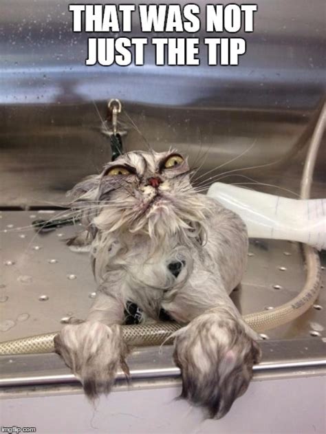 Angry Wet Cat Imgflip