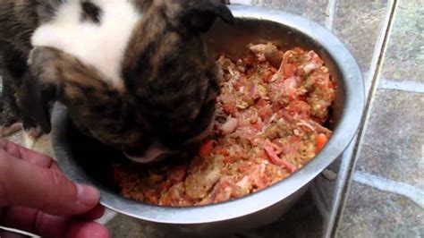 Earn clubcard points when you shop. What to feed English bulldog puppies "BARF DIET" - YouTube