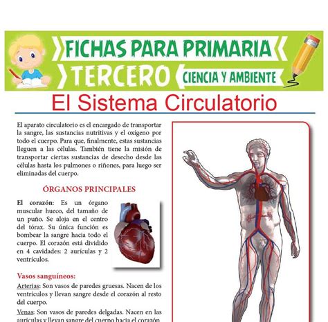 Ficha Online De El Sistema Circulatorio Para Cuarto Puedes Hacer Los Images