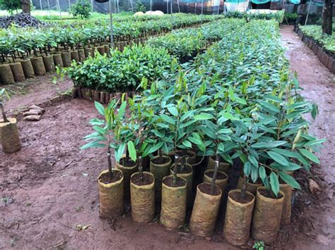 Không bán sầu riêng giả musang malaysia khác. Có nên trồng sầu riêng Musang King không? (Lời khuyên ...