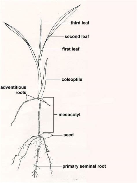Get Plant Root Diagram Labeled Images Diagram Printabel