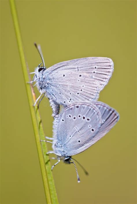 Small Blue Cupido Minimus Butterfly Stock Image Image Of Lepidoptera