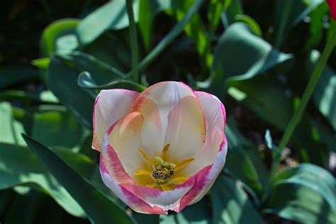 tulipano bianco | JuzaPhoto