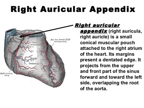 Auricular Appendix Liberal Dictionary