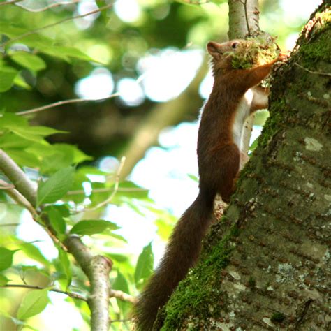 Eurasian Red Squirrel Sciurus Vulgaris Ekorre Eurasian R Flickr