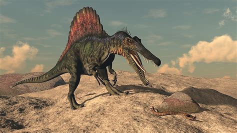 Spinosaurus Facts Extinct Animals Of The World