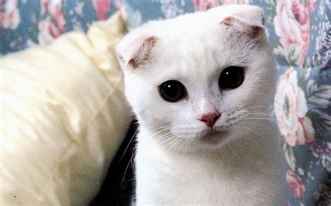 Scottish Fold Information Health Pictures And Training