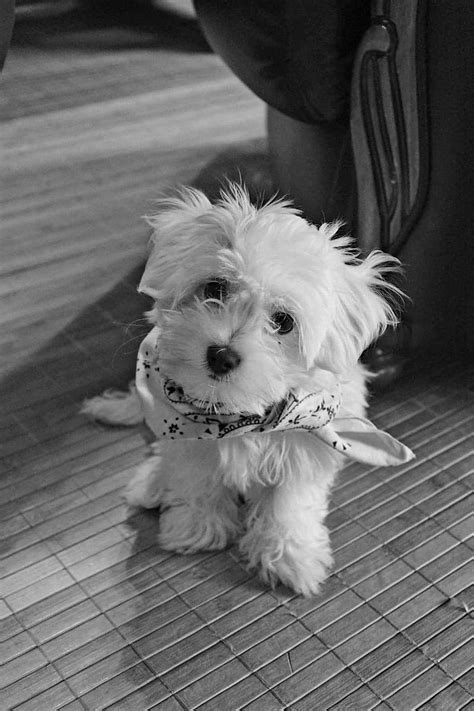 Maltese Dog Malteser Puppy Sila White Hd Phone Wallpaper Peakpx