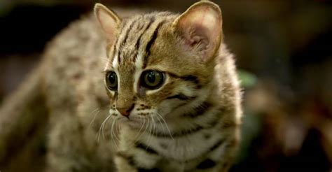 Rare Footage Of The Worlds Smallest Cat We Love Cats And Kittens