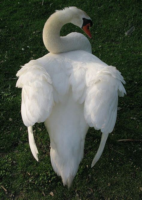 Lovely Swan Showing Wings Zwanen Zwanenmeer Vogels
