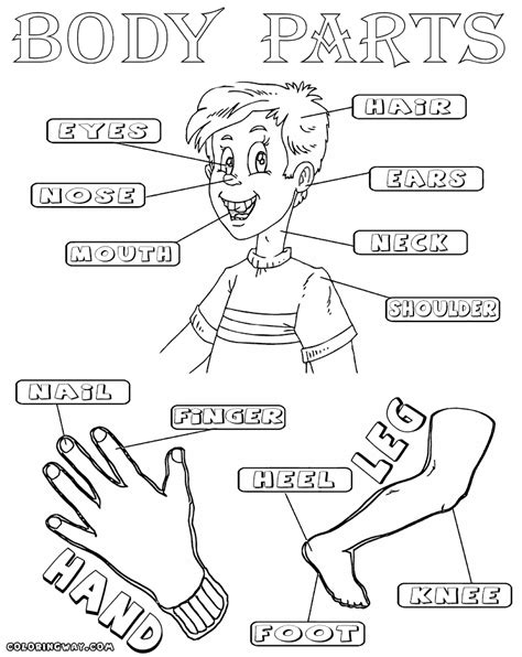 Then, you have clicked on the right page. Body parts coloring pages | Coloring pages to download and print