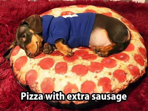 Push me to the edge all my friends are dead. Extra Sausage Please. | Funny animal pictures, Cute ...