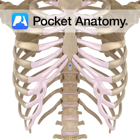 Sternum Xiphoid Process Pocket Anatomy