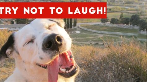 Try Not To Laugh Or Grin At These Funny Animal Clips Bloopers
