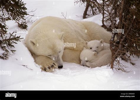 Polar Bear Sleeping With Two Three Month Old Cubs Ursus Maritimus