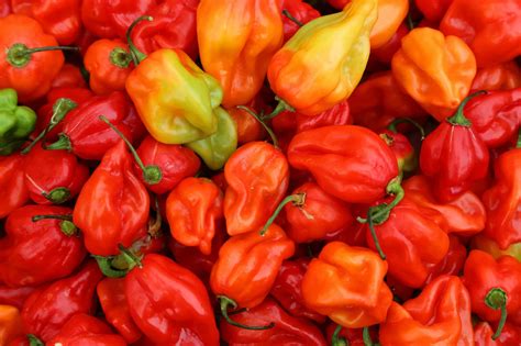 Eight Habanero Varieties That You Should Know Pepperscale