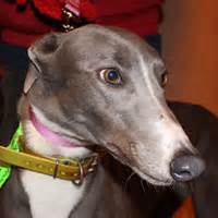 Greyhound pets of america inc. Greyhound Pets of America - Indianapolis
