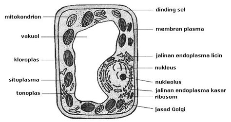 Organisasi sel dan bagaimana organisma terbentuk. Biologi 4 5: Komponen Sel Haiwan & Sel Tumbuhan