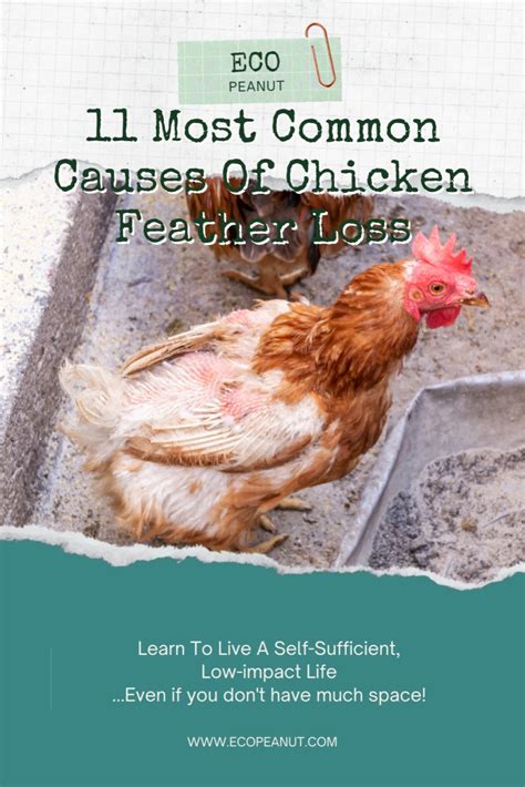Chicken Losing Feathers 11 Common Causes And Treatment Artofit