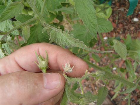 A deep darker green, i would try a decent feed for them and lots of water and they should correct themselves, as a. Xtremehorticulture of the Desert: Tomato Plants With No ...