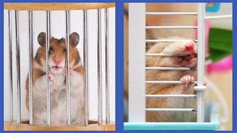 8 Compilation Of Bad Hamster Cages That Are Not Safe