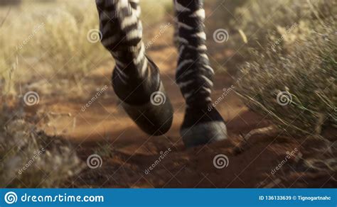 Picture Of Zebra Legs In The Dirt Stock Image Image Of Grass