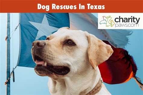 13 Dog Rescues In Texas To Adopt From Updated