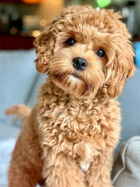 Toy Poodle Temperament 8 Things Everyone Needs To Know