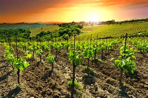 Impruneta Tuscany Chianti Grape Harvest Festival Dream Of Italy
