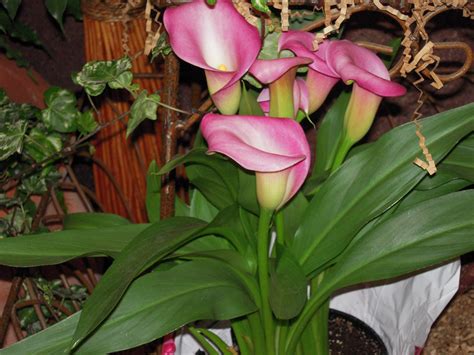 These types of lilies can be poisonous to dogs. Calla Lily and Cats - Calla Lilies and Cats
