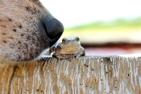 Sapo é Venenoso Para Cachorro