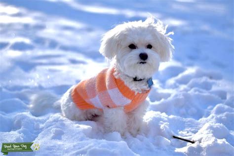 Pure White Maltese Stud Dog In Schaumburg United States Breed Your Dog