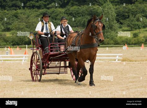 A Traditionally Dressed Couple Drivings A Norman Cob At The Haras Du