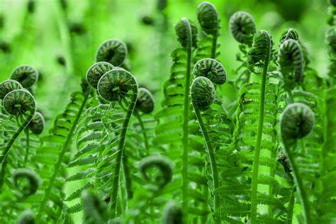 How To Grow And Care For Fiddlehead Ferns Ostrich Fern