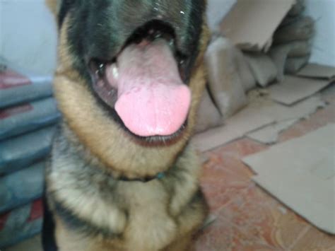 Help Red Tone Spots On Dog Tongue German Shepherd Dog Forums