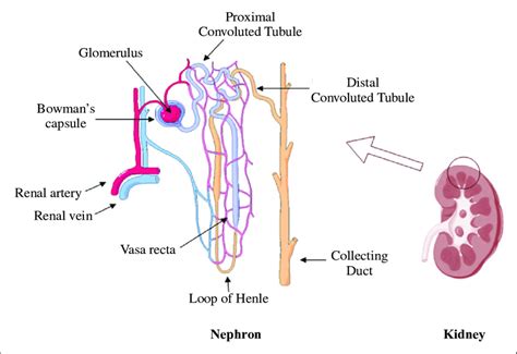 Location Of The Nephron In The Kidney And Its Main Constitutes The