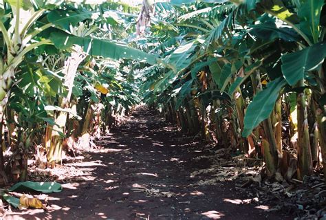 Hawaii Banana Orchards Plant Leaves Plants Agriculture