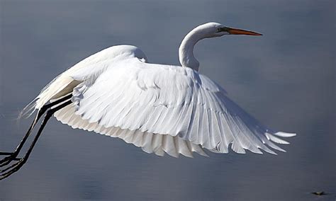 Os 10 Melhores Pássaros Brancos Do Mundo